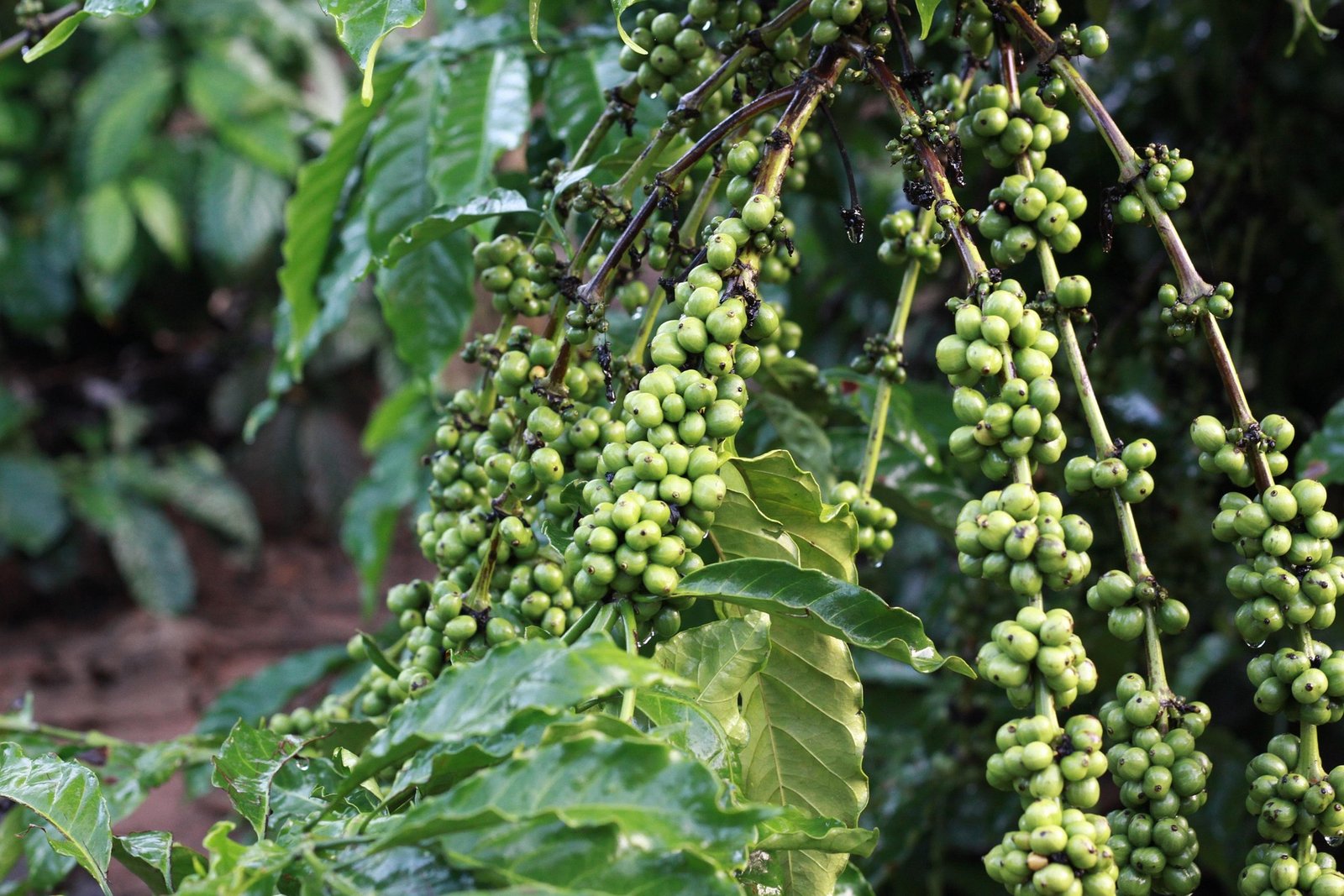 EQUATOR & COFFEE FARM TOUR