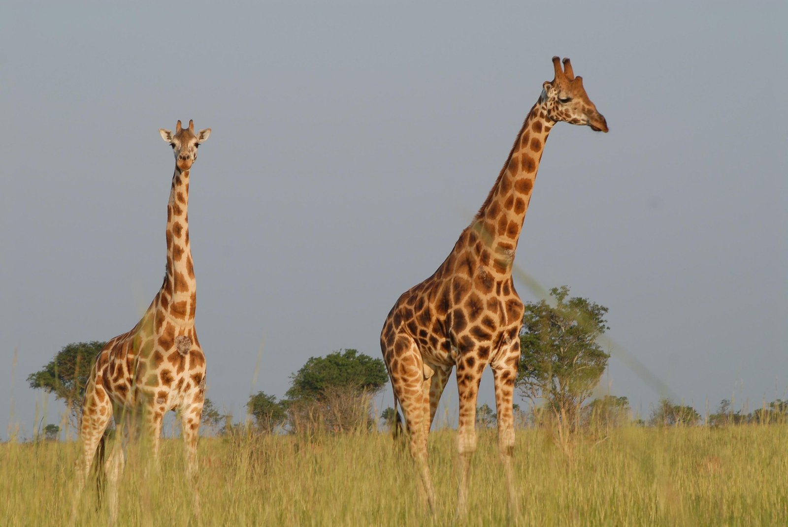 SAFARI WALK & BOAT CRUISE